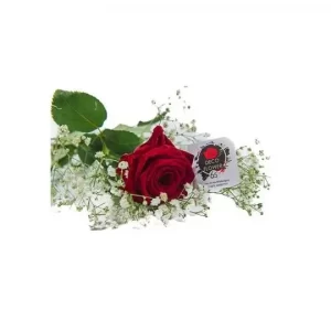 Τριαντάφυλλο κόκκινο