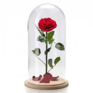Forever Rose κόκκινο σε γυάλινη καμπάνα 17cm