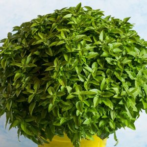 Βασιλικός Χειμωνιάτικος σε Γλάστρα 15cm
