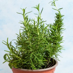 Δεντρολίβανο σε Γλάστρα