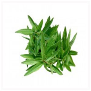 Λουίζα σε Γλάστρα