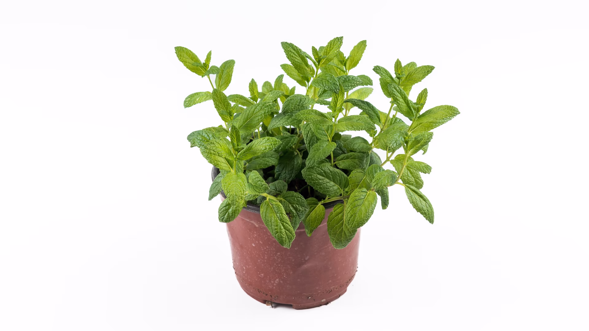 Μέντα σε Γλάστρα