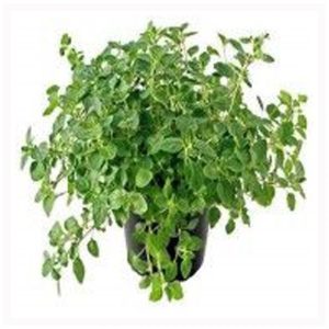 Ρίγανη σε Γλάστρα