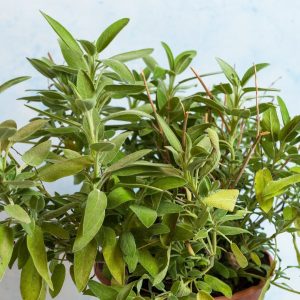 Φασκόμηλο σε Γλάστρα