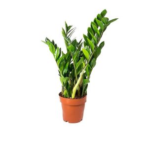 Φυτό Ζάμια 35cm - 42cm