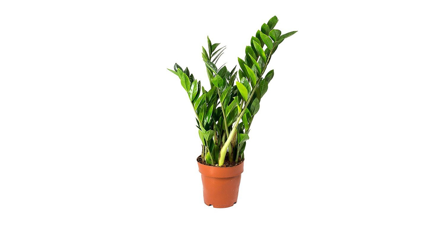 Φυτό Ζάμια 50cm - 60cm