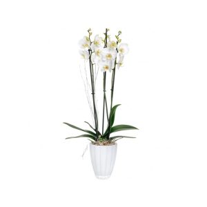 Φυτό Ορχιδέα Λευκή Phalaenopsis