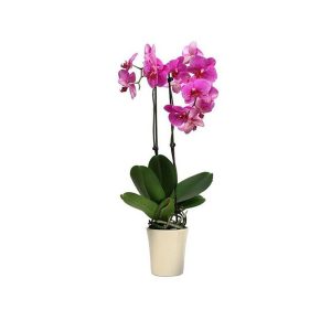 Φυτό Ορχιδέα Μωβ Phalaenopsis