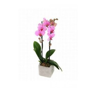 Φυτό Ορχιδέα Ροζ Απαλό Phalaenopsis