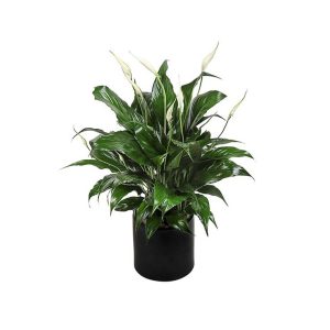 Φυτό Σπαθίφυλλο 22cm- 27cm