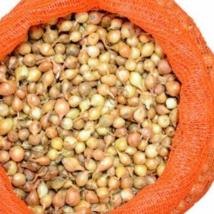 Κοκκάρι σπορος